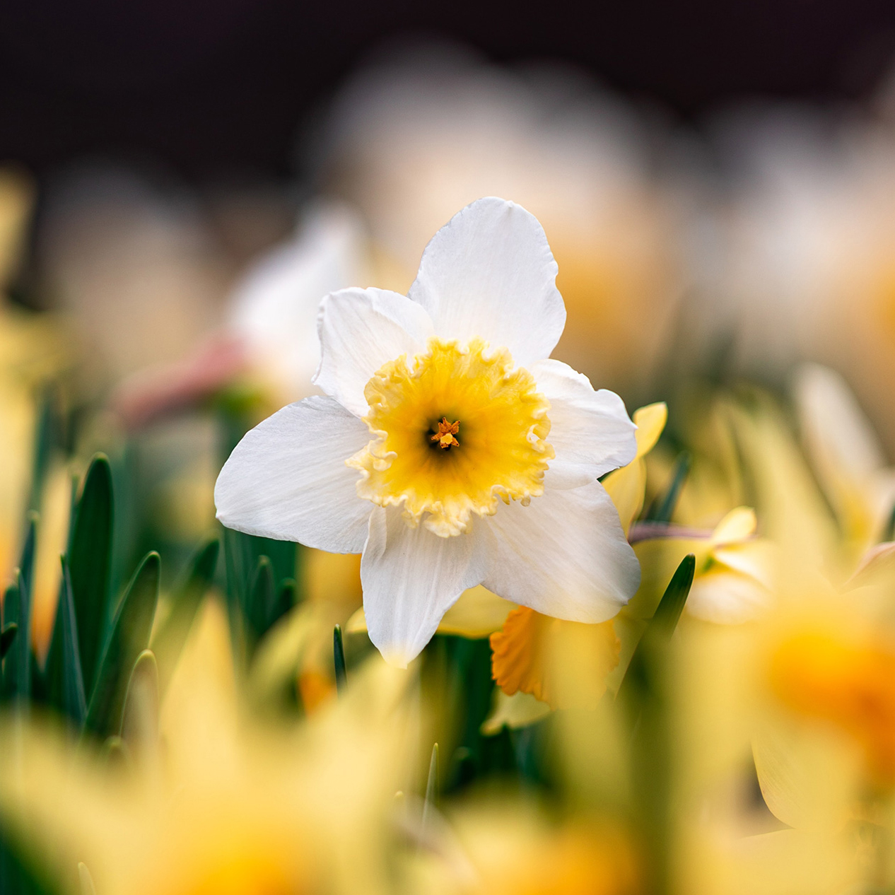 Daffodil flower