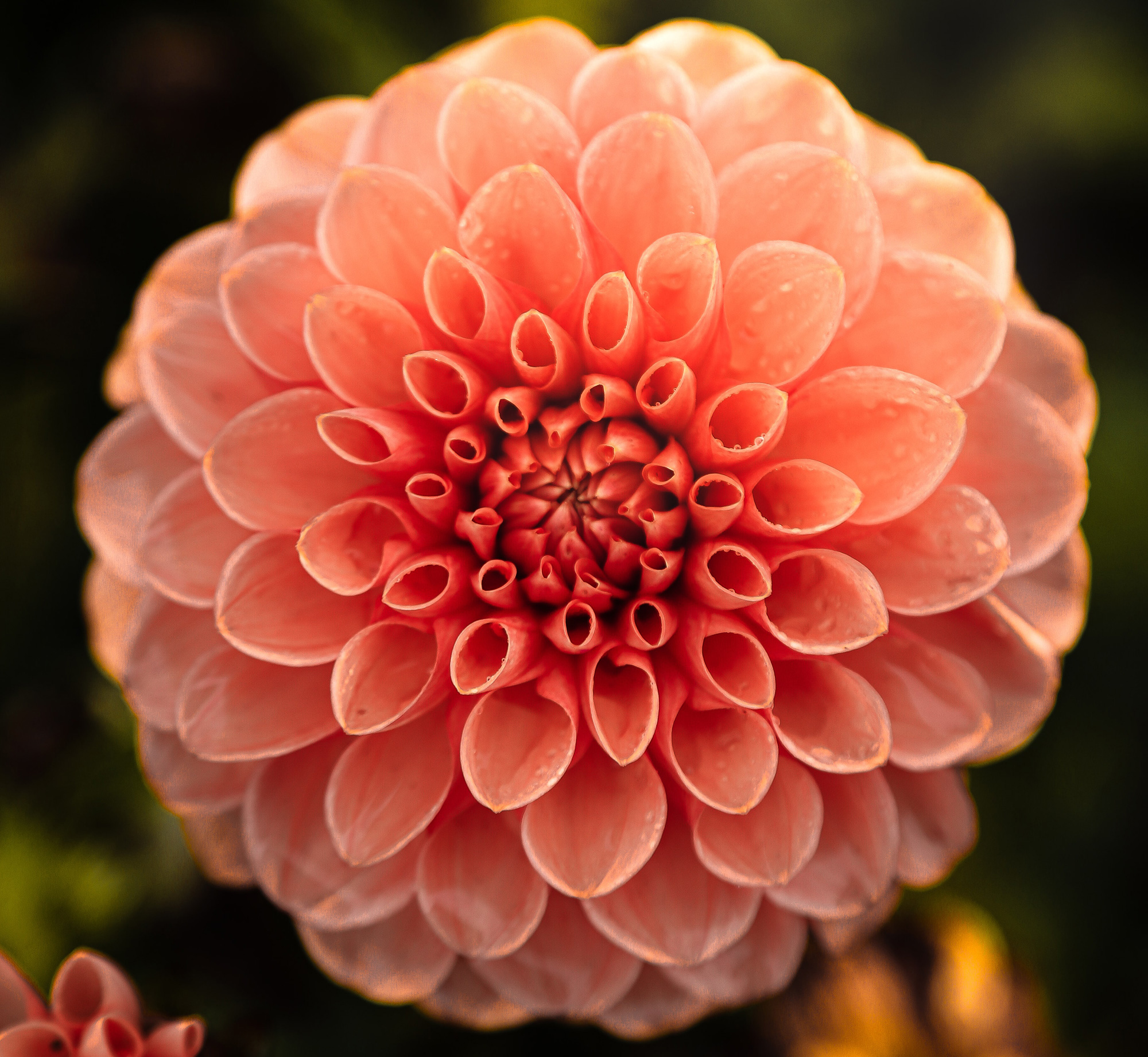 Dahlia flower