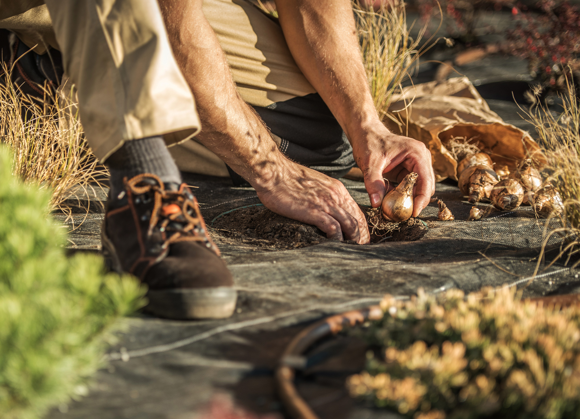 man planting bulbs