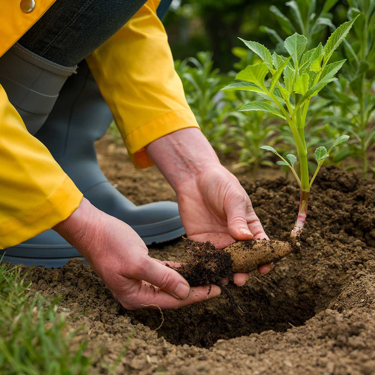 planting dahlia tuber