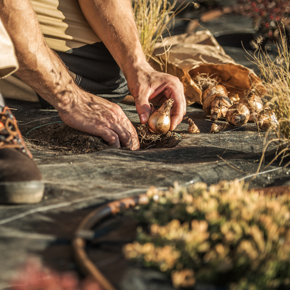 planting bulbs