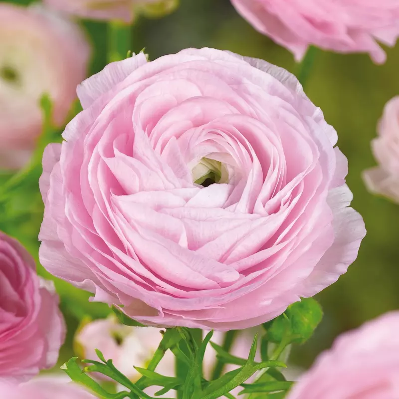 Ranunculus Pink | de Jager