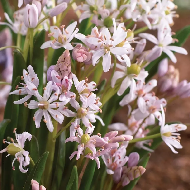 Scilla Bifolia Rosea | de Jager