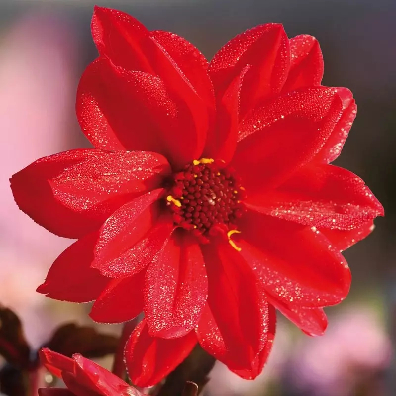 Bishop's cardiff picture