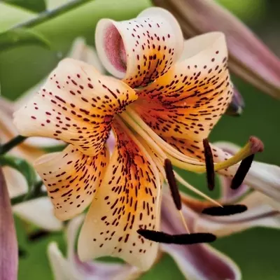 Lilium Tiger Babies | de Jager