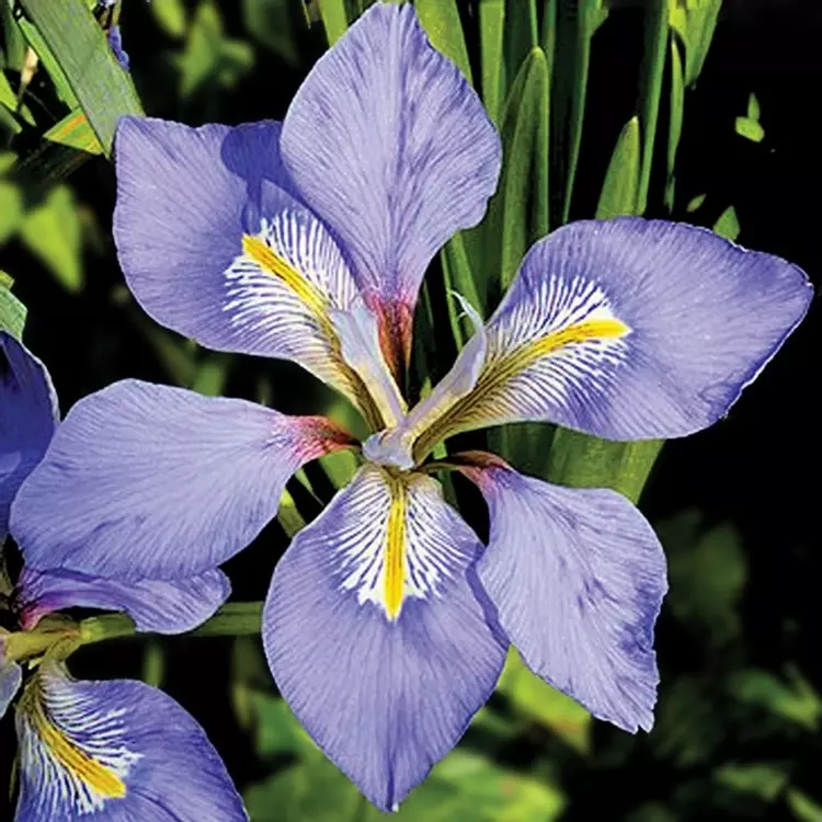 Iris Flower Growing Guides, Tips, and Information