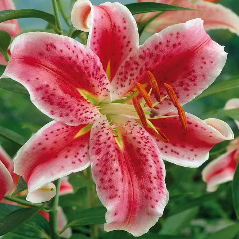 Lilium Oriental Stargazer Lily | de Jager