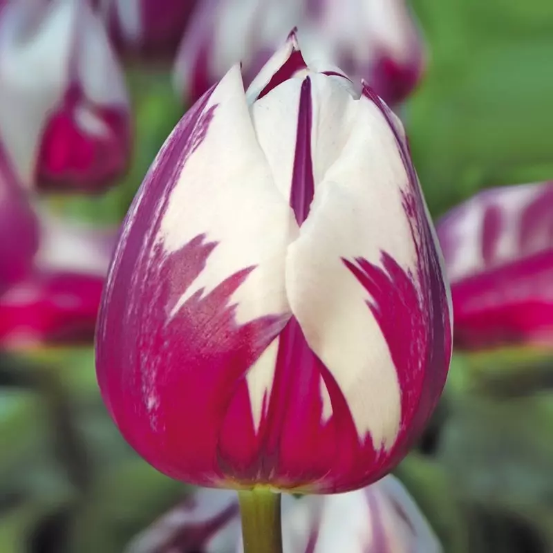 Tulip Rems Rembrant Tulip Rem's Favourite | de Jager