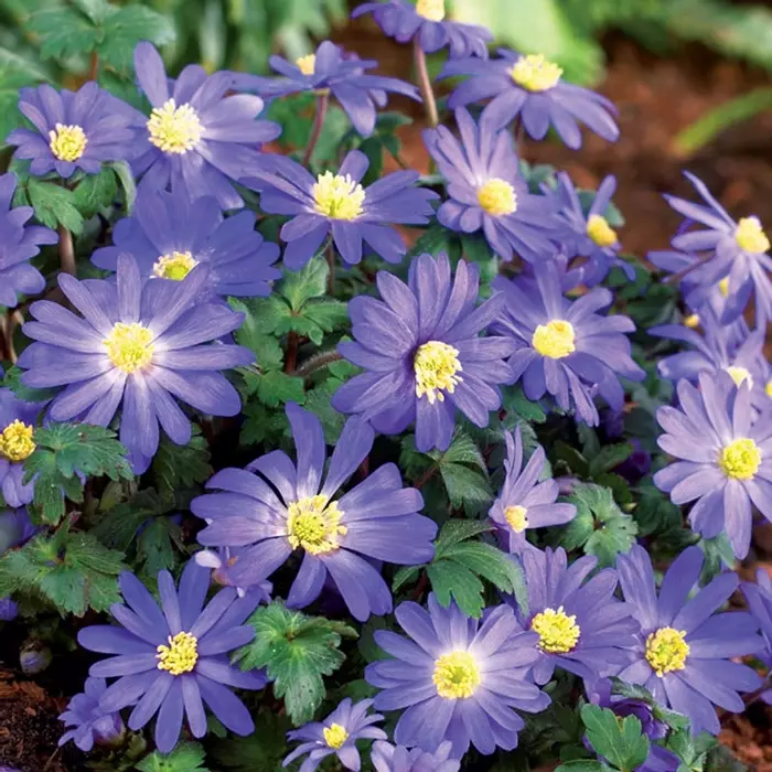 Get Wallpaper Anemone Blanda Blue Shades De Jager For iPhone