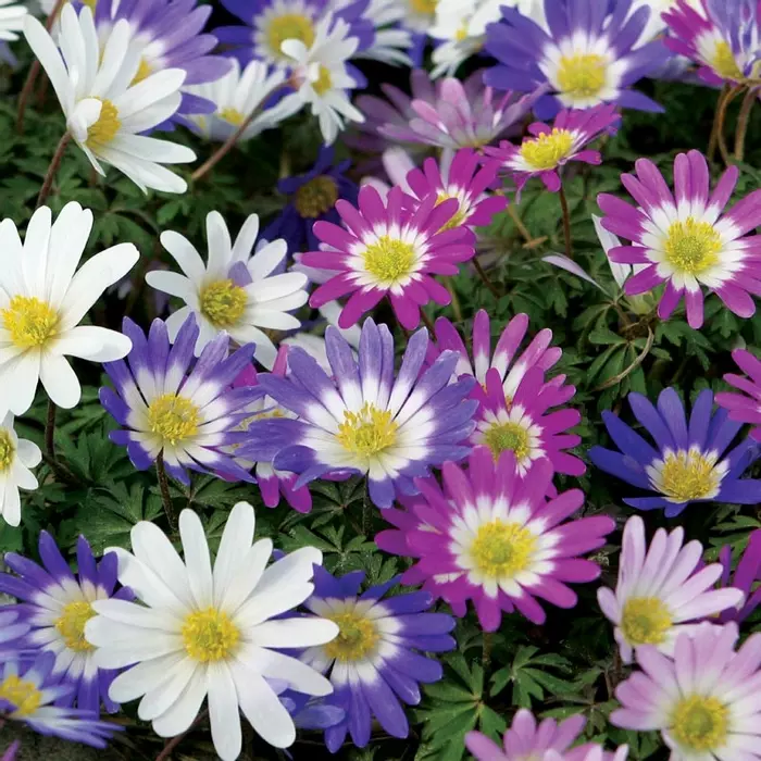 Get Wallpaper Anemone Blanda Super Mixed Free