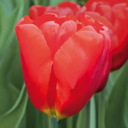 Veronique sanson » view all varieties of tulips. Seadov Mid Season Tulip | de Jager Blubs