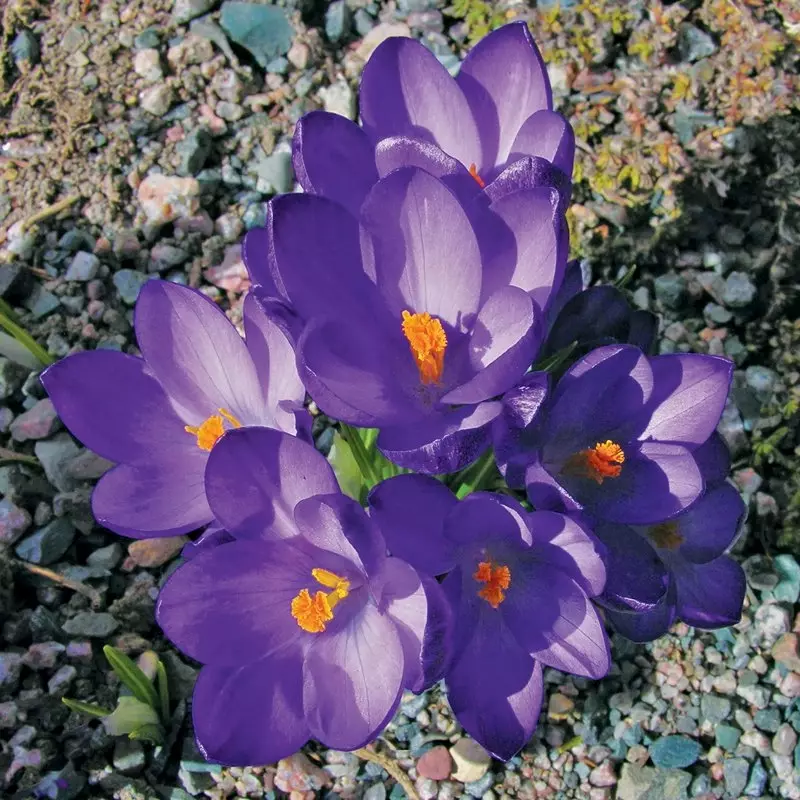 Tommasinianus Ruby Giant Crocus | de Jager