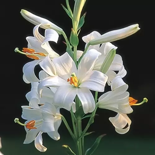 the madonna lily lilium candidum
