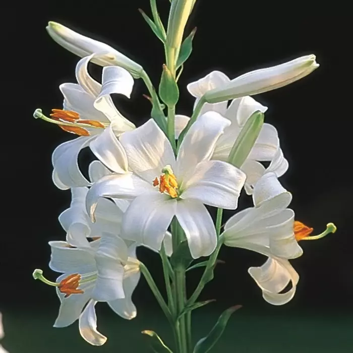 The Madonna Lily Lilium Candidum