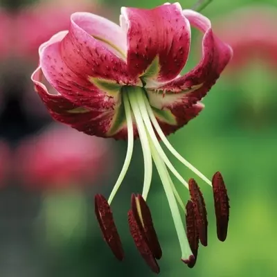 Lilium Turkish Cap Black Beauty Lily | de Jager Bulbs